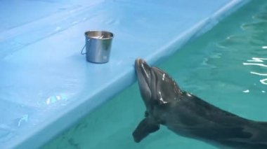 Yunus dolphinarium havuzu taze balık yemek için bekliyor