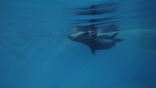 Delfín y entrenador nadando juntos en piscina flotante en delfinario — Vídeo de stock