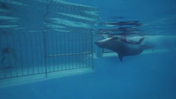 Delfín con entrenador nadando en piscina flotante en delfinario vista submarina — Vídeos de Stock