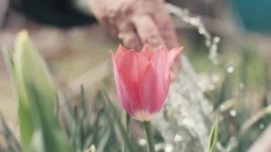Çiçekli lale bahçesinde flowerbed üzerinde Sulama yaparken el yaşlı kadın