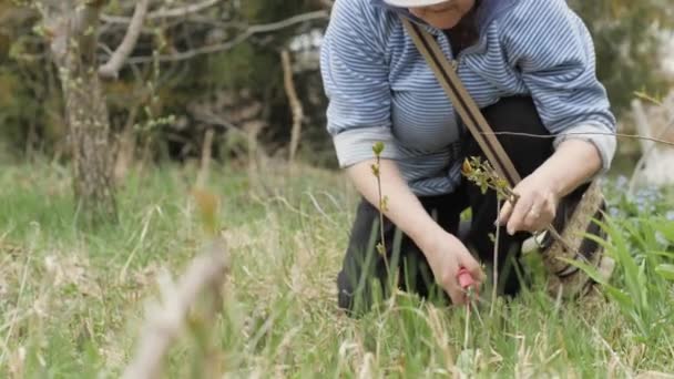 Wanita tukang kebun menggunakan gunting kebun untuk memotong tunas tanaman muda di taman musim semi — Stok Video