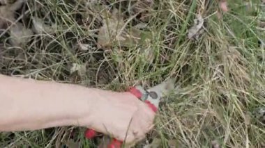 Kuru ot Bahçe kesim için bahçe makası kullanarak eller bahçıvan kadın