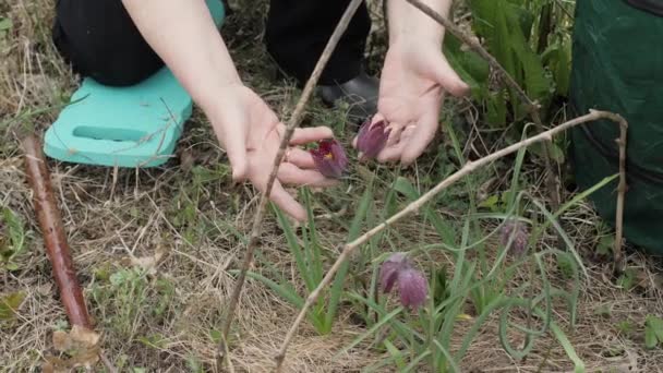 Руки садовника женщина трогает цветочные почки в то время как сад работы на клумбе — стоковое видео