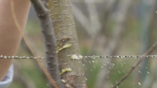 Fermer le jardinier à l'aide d'une scie pour scier les branches d'arbres pendant les travaux de jardinage — Video