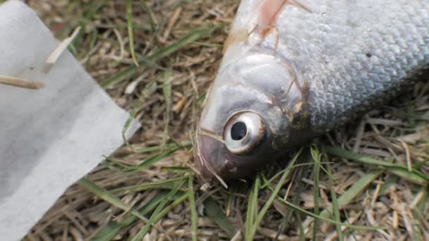 Fische, die auf Gras liegen und Maul atmen. Wasser- und Umweltverschmutzung — Stockvideo