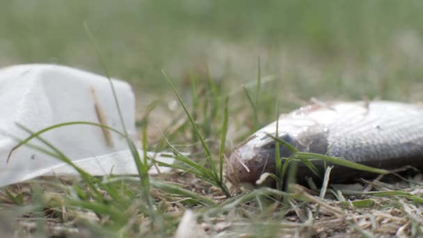 Poisson attrapé couché sur l'herbe et la bouche respirante. Braconnage et pêche illégale — Video