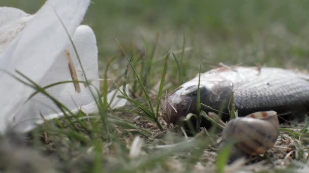 Gevangen vis ademen en bewegen op gras op vuilnis achtergrond — Stockvideo