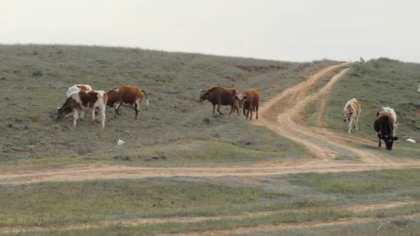 Vaches de troupeau marchant sur la route de campagne et les champs ruraux. Vaches laitières pâturant sur le champ 