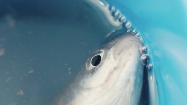 Primer plano de los peces en cubo con la boca de respiración de agua después de ser capturado por los cazadores furtivos — Vídeos de Stock