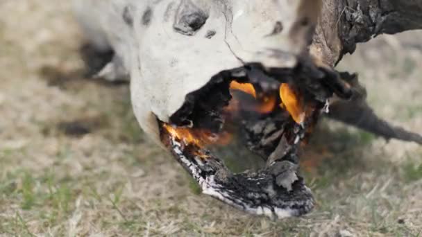 关上树干烧着火的老树。燃烧木材的火焰和烟雾 — 图库视频影像