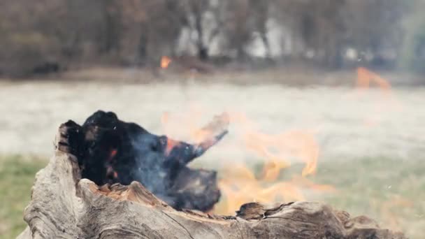 Droog schors van oude boom branden in brand in bos close-up. Brandende kofferbak oude boom — Stockvideo