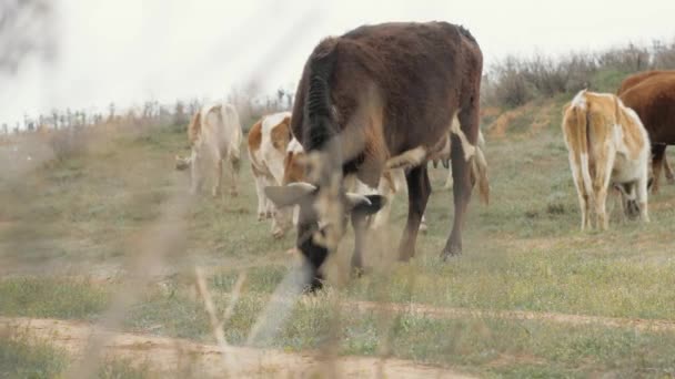 Rebaño de vacas pastando en pastos y comiendo hierba verde en tierras de cultivo — Vídeo de stock