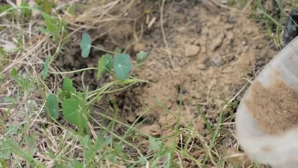 Female hand pouring ground while transplanting flower in garden yard close up — Stock Video