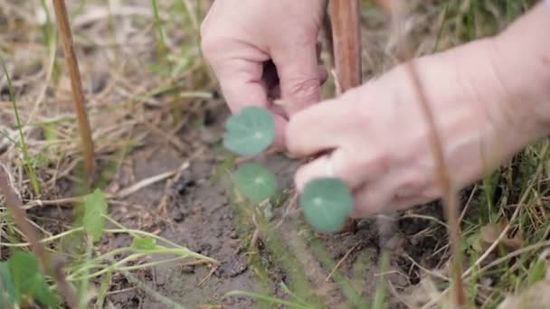 Mujer jardinero de la mano atando flores para pegar. Flores de cultivo en el jardín — Vídeos de Stock