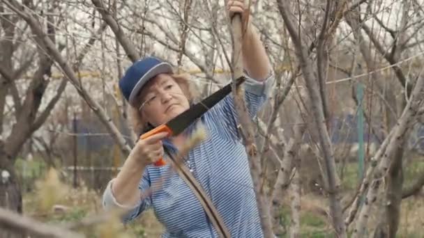 Perempuan tua tukang kebun menggergaji cabang-cabang pohon buah saat berkebun — Stok Video