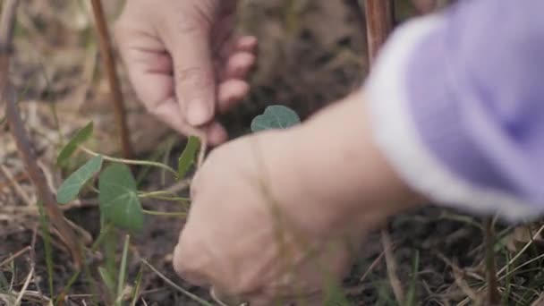 Hand gardener woman binding flowers s to stick after planting in ground close up — Stock Video