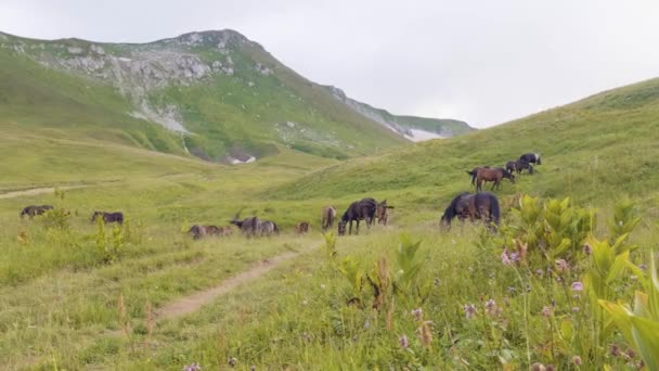 Cavalos rebanho pastoreio no prado verde na paisagem de montanha fundo — Vídeo de Stock