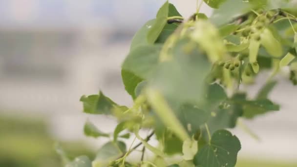 Folhagem verde e flor em ramos de árvore de tília perto — Vídeo de Stock
