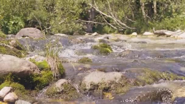 Stony river stream in bergbos. Waterstraal snel stromende close-up — Stockvideo