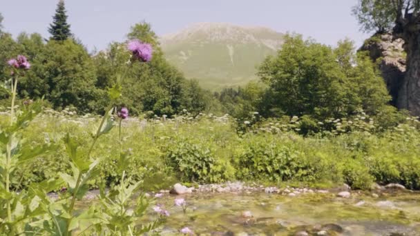 Řeka v lese v létě na horách — Stock video