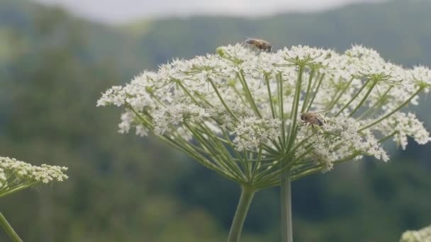 Abelha voando e polinizando plantas com flores no prado de flores de perto — Vídeo de Stock