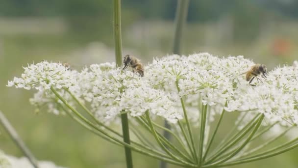 夏の草原で白い花に花粉を集める蜂蜜蜂をクローズ アップ — ストック動画