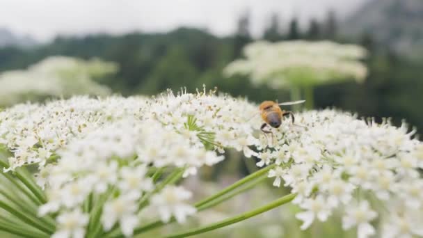 Honung samla bipollen på vild blomma sommaren fältet närbild — Stockvideo