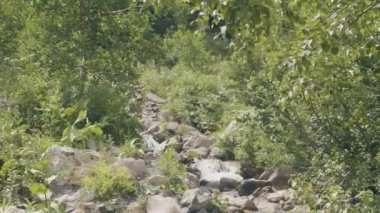 Yaz orman Mountain hızlı nehirde su akışı. Dağ nehir akan su akışı. Güzel manzara vahşi ve dağ doğa