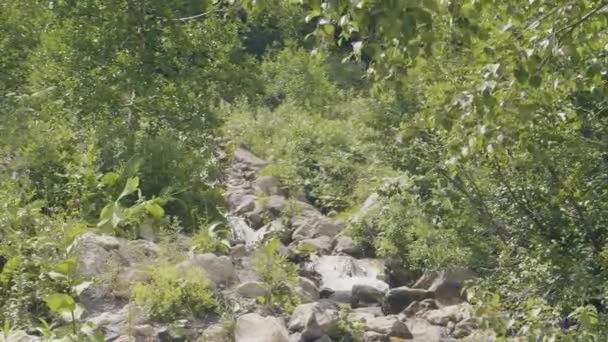 Fluxo Água Rio Rápido Floresta Verão Montanha Fluxo Água Corrente — Vídeo de Stock