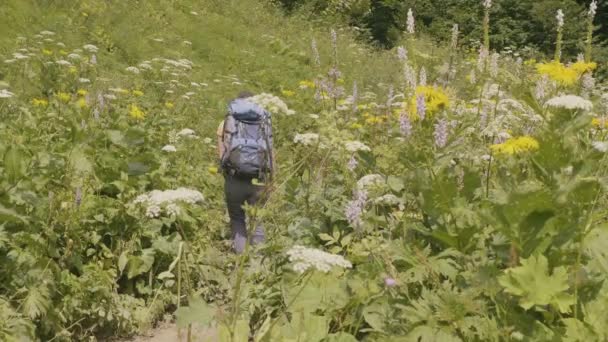 Turistický batoh turistika na letní louku a zelené pozadí lesa — Stock video