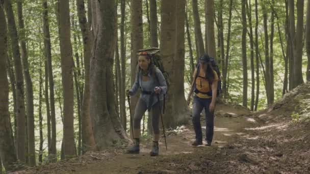 Turistas haciendo senderismo en el bosque en las vacaciones de verano. Escalada y trekking — Vídeo de stock