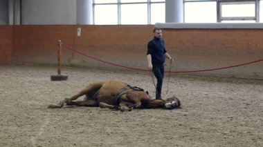 At yere bırak. Bir at sürme yatmak istiyor. At döşeme. Hayır ipler. Doğal binicilik.