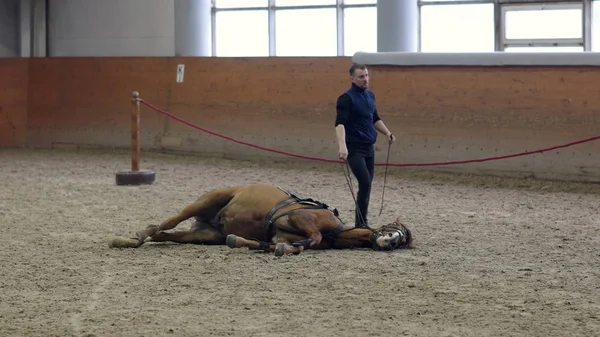 Horse to lay down. Asking a horse to lie down when riding. Laying down horse. No ropes. Natural Horsemanship.
