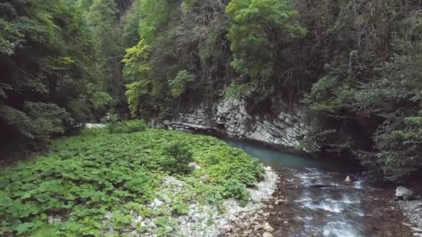 森林と野生の自然景観のドローンの川の美しい透明な水 — ストック動画