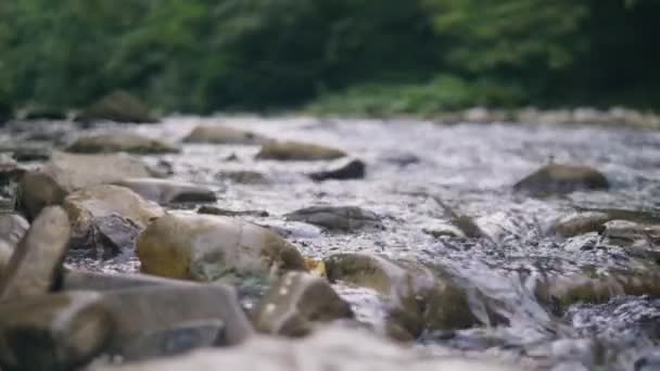 Schoon water stroomt in steenachtige rivier van dichtbij. Stroom van water in bergrivier — Stockvideo