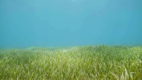 Zielone Wodorosty Roślin Wodnych Błękitne Wody Morze Podwodne Dno Alga — Wideo stockowe