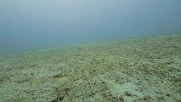 Fiskar simmar på havsbotten i öppet vatten undervattensvy. Dykning i havet — Stockvideo