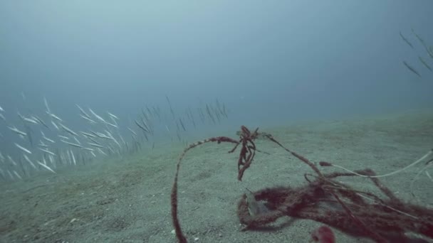 Plongeur sous-marin nageant parmi les poissons et noyés cordes et fils au fond de la mer — Video