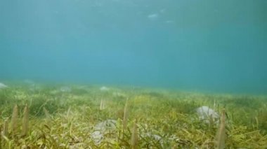 Yeşil yosun ve su bitkileri ile sualtı deniz manzara. Sualtı dünyası