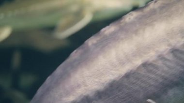 Closeup mersin balığı balık yüzme sualtı akvaryum. Oceanarium vahşi balık