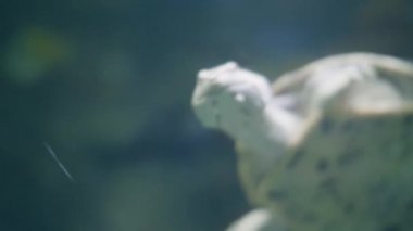 Şeffaf su akvaryum içinde yüzme turtle. Oceanarium içinde yüzme kaplumbağa kapatın. Hayvan, deniz yaşamı ve sualtı dünya akvaryum izlemek