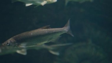 Temiz su akvaryum yüzme balık. Balık yüzme sualtı oceanarium