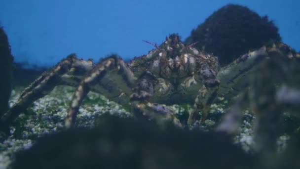 Caranguejo no fundo do mar. Caranguejo na água do oceanário. Mundo subaquático animal selvagem — Vídeo de Stock