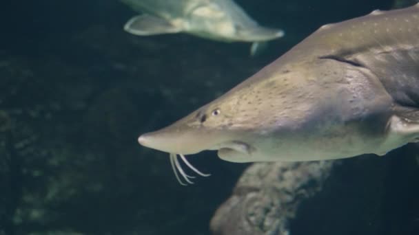 STURGEON fiskar som simmar under vattnet i oceanarium. Sterlet fisk i akvarievatten — Stockvideo