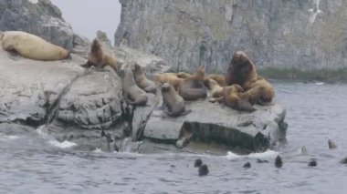 Deniz kayalık Adası'nda oturan ve okyanus suda yüzen aslan sürüsü.