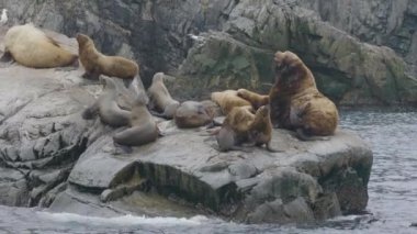 Deniz aslanları adada okyanus su içinde oturan ailesi. Vahşi doğa ve deniz hayvan