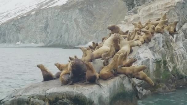 Group of sea lions relaxing on rocky cliff in ocean. Wildlife and sea animal — Stock Video