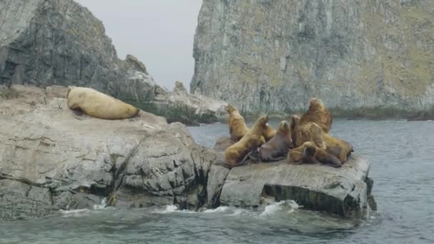 Lachtani rodina sedí na skalnatém útesu. Volně žijících zvířat a zvířat Severní moře — Stock video