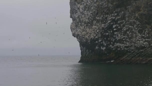 Морские птицы летают над водой и гнездятся на камнях. Орнитология и наблюдение за птицами — стоковое видео