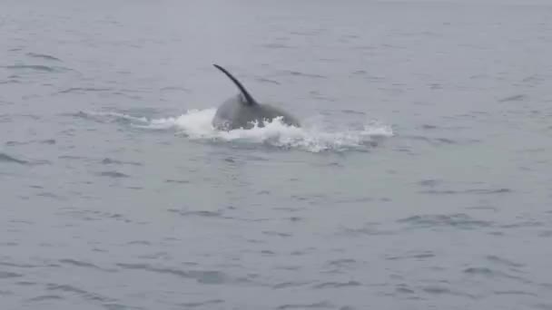 Balene assassine che nuotano e si tuffano nell'acqua dell'oceano sul paesaggio di montagna e scogliera — Video Stock
